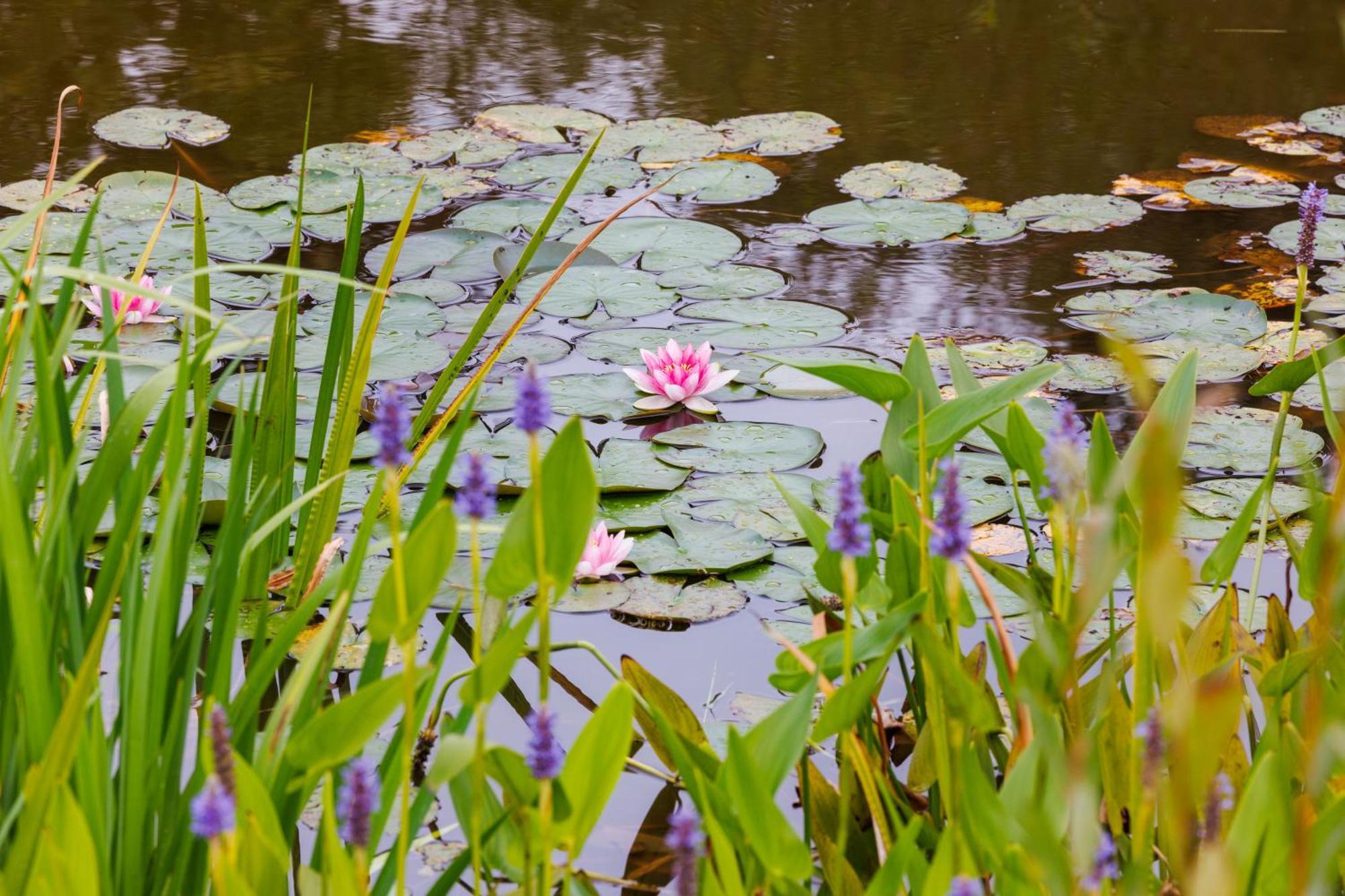 De Wilde Tuin - Tuinkamer Moergestel Exteriér fotografie